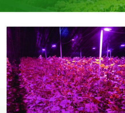 植物补光灯